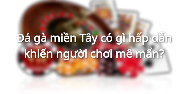 Đá Gà Miền Tây: Sức Hấp Dẫn Đỉnh Cao Đến Từ Hùng Kê