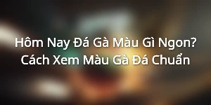 Hôm Nay Đá Gà Màu Gì Ngon? Cách Xem Màu Gà Đá Chuẩn